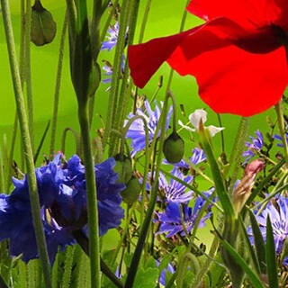 Fünf tolle Sommerblumen - Fünf bunte Sommerblumen für Ihren Garten