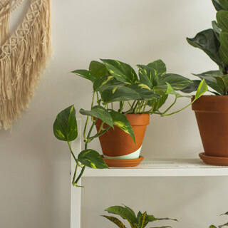 Hängende Zimmerpflanzen - Hängende Zimmerpflanzen für Innenräume | Pflanzwerk