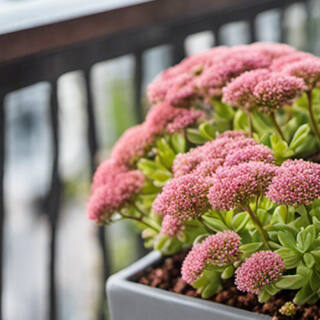 Balkonpflanzen für jede Jahreszeit - Blühende Balkonpflanzen für jede Jahreszeit