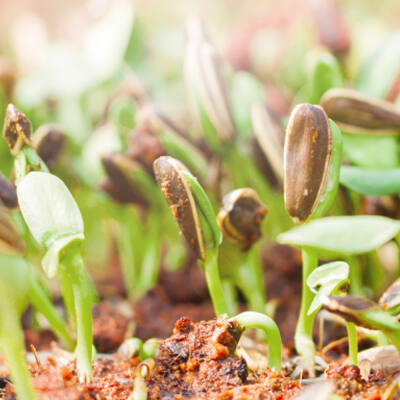 Gartenarbeiten im Februar & März - Das können Sie jetzt schon erledigen.