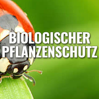 Biologischer Pflanzenschutz - Mit biologischem Pflanzenschutz Schädlinge bekämpfen