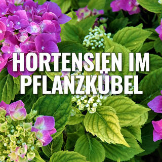 Hortensien im Pflanzkübel  - Wie Sie Hortensien im Pflanzkübel pflegen