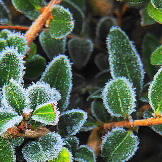 Winterharte Pflanzen - Winterharte Pflanzen für Ihren Garten