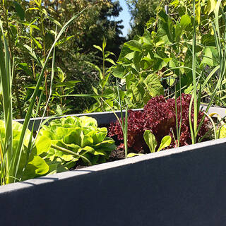 Den eigenen Kräutergarten anlegen - Urban Gardening & Pflanzwerk