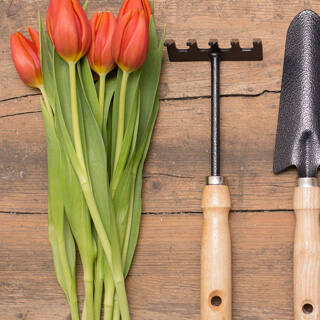 Tulpen im Pflanzkübel  - Alles, was Sie über Tulpen im Pflanzkübel wissen sollten