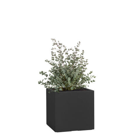 Quadratischer Pflanzkübel Cube 23x23cm in anthrazit schwarz mit einem Eukalyptus bepflanzt
