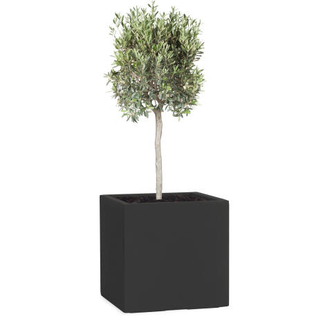 Pflanzkübel Modell Cube 28x28cm eckig in anthrazit bepflanzt mit einem Olivenbaum
