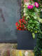 Eckiger Pflanzkübel anthrazit an alten Mauer, gefüllt mit roten Blüten umrankt von grünen Blättern und pinkfarbenen Blumen