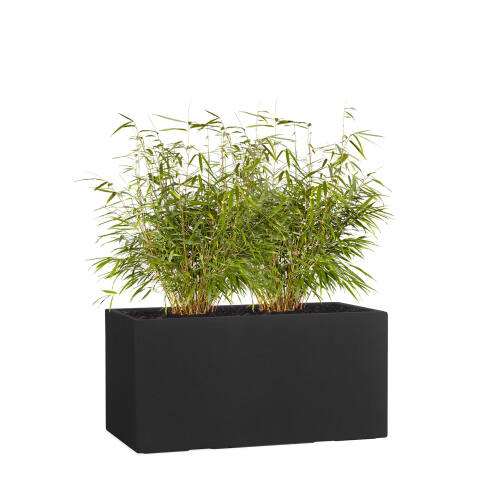 Rechteckiger Pflanzkübel Modell Tub 60cm breit in anthrazit schwarz mit Bambus bepflanzt