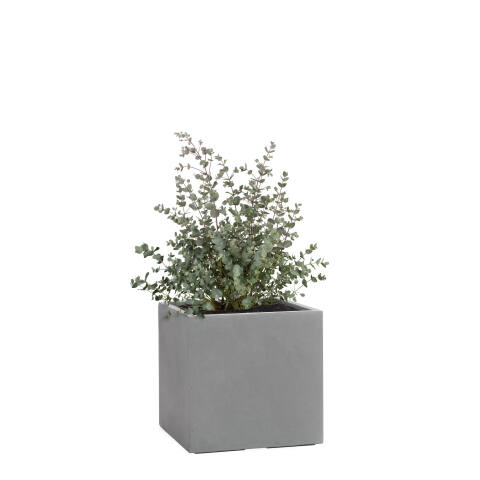 Quadratischer Pflanzkübel Cube 23x23cm in Betonoptik grau mit einem Eukalyptus bepflanzt