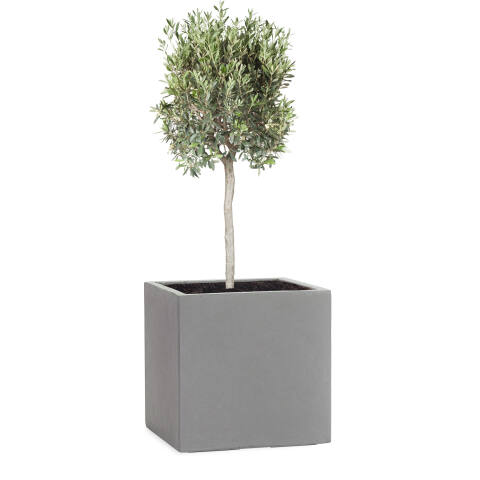 Pflanzkübel Modell Cube 28x28cm eckig in grau bepflanzt mit einem Olivenbaum