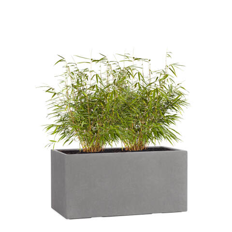 Rechteckiger Pflanzkübel Modell Tub 60cm breit in Betonoptik grau mit Bambus bepflanzt