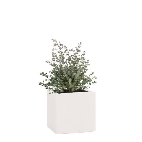 Quadratischer Pflanzkübel Cube 23x23cm in der natürlichen Farbe sand mit einem Eukalyptus bepflanzt