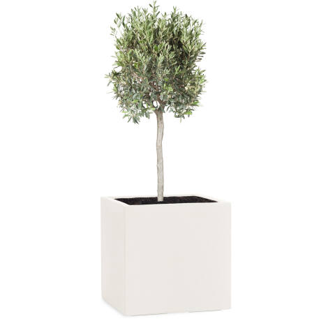 Pflanzkübel Modell Cube 28x28cm eckig in sand bepflanzt mit einem Olivenbaum