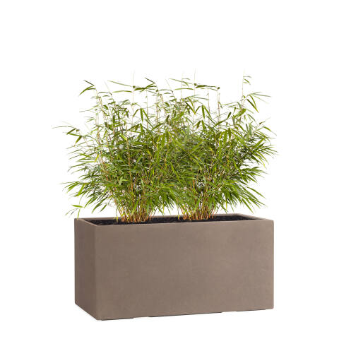 Rechteckiger Pflanzkübel Modell Tub 60cm breit in der Farbe braun taupe mit Bambus bepflanzt