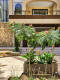Urbaner Gartenbereich mit tropischen Pflanzen rechteckigen Pflanzkübel braun vor einem Hoteleingang mit Steinverkleidung