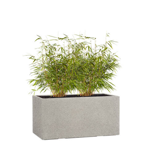 Rechteckiger Pflanzkübel Modell Tub 60cm breit in der Farbe granit grau mit Bambus bepflanzt
