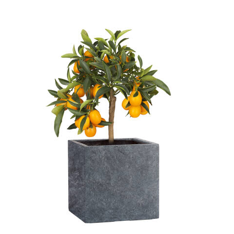 Pflanzkübel Modell Cube 28x28cm eckig in Schieferoptik lava anthrazit bepflanzt mit einem Olivenbaum