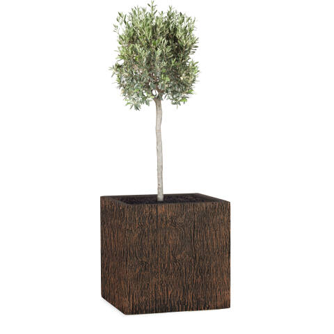 Pflanzkübel Modell Cube 28x28cm eckig in Holzoptik wood braun bepflanzt mit einem Olivenbaum
