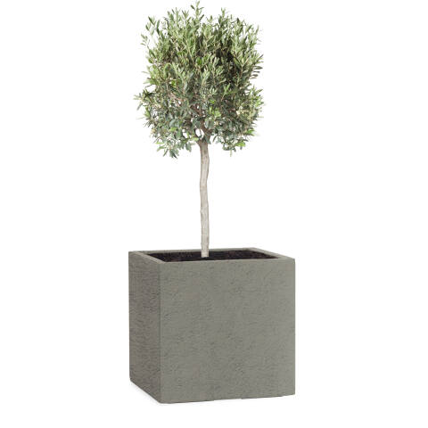 Pflanzkübel Modell Cube 28x28cm eckig in Schieferoptik lava grau bepflanzt mit einem Olivenbaum