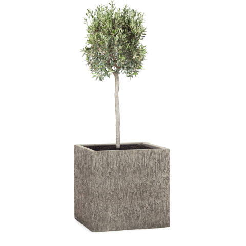 Pflanzkübel Modell Cube 28x28cm eckig in Holzoptik wood grau bepflanzt mit einem Olivenbaum