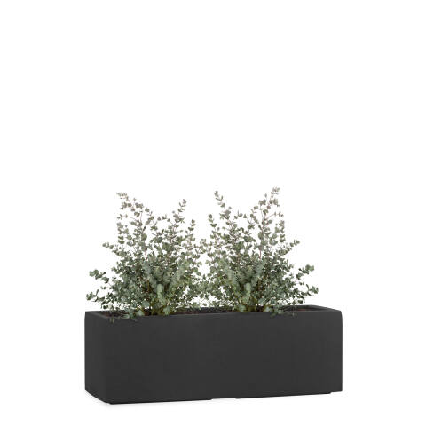 Rechteckiger Pflanzkübel bepflanzt mit einem Eukalyptus für die Fensterbank 50cm lang Tub in anthrazit schwarz