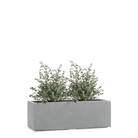 Rechteckiger Pflanzkübel bepflanzt mit einem Eukalyptus für die Fensterbank 50cm lang Tub in Betonoptik grau