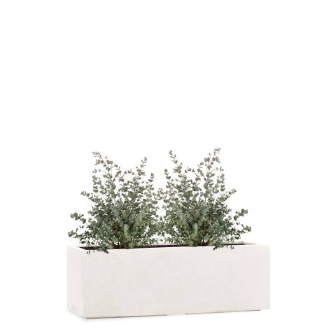 Rechteckiger Pflanzkübel bepflanzt mit einem Eukalyptus für die Fensterbank 50cm lang Tub in der Farbe sand