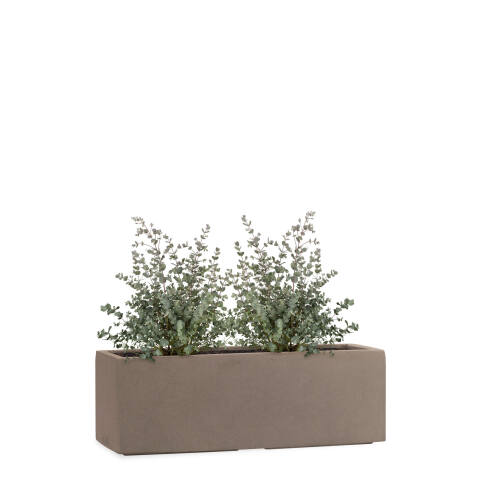 Rechteckiger Pflanzkübel bepflanzt mit einem Eukalyptus für die Fensterbank 50cm lang Tub in der Farbe braun