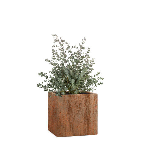Quadratischer Pflanzkübel Cube 23x23cm in Rostoptik rost mit einem Eukalyptus bepflanzt