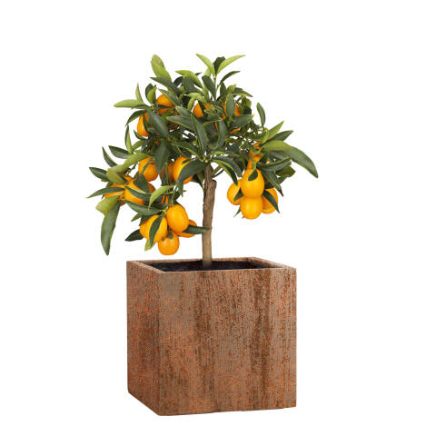 Pflanzkübel Modell Cube 28x28cm eckig in Rostoptik rost bepflanzt mit einem Olivenbaum