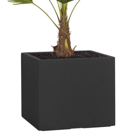 Großer eckiger Pflanzkübel XXL in schwarz anthrazit 53x65cm groß mit Hanfpalme bepflanzt