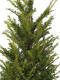 Eibe (Taxus Baccata) 80-100 cm - 2er Set