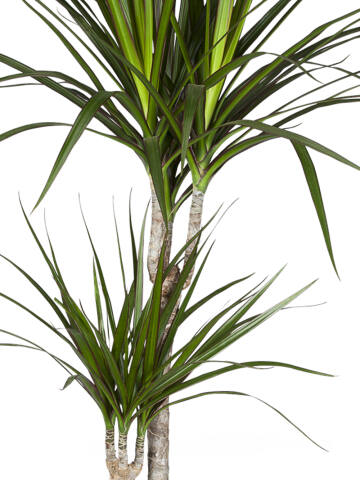 Drachenbaum (Dracaena Marginata) 70-80 cm - 3er Set