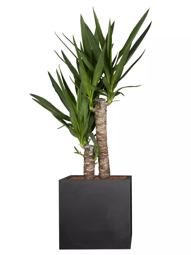 palmlilie (yucca elephantipes) "2er tuff" 90-95 cm