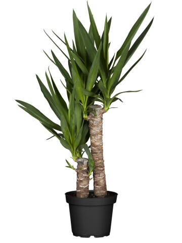 Palmlilie (Yucca Elephantipes) 2er Tuff 90-95 cm