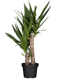 Yucca Palme / Palmlilie (Yucca Elephantipes) "2er Tuff" 60-70 cm