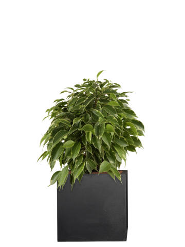 Birkenfeige (Ficus Benjamina) Kinky 26 cm - 4er Set