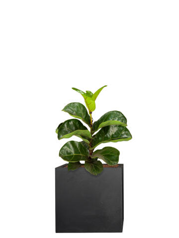 Geigenfeige (Ficus Lyrata) Bambino 35 cm - 3er Set