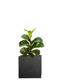 Geigenfeige (Ficus Lyrata) "Bambino" 35 cm -...