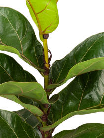 Geigenfeige (Ficus Lyrata) "Bambino" 35 cm - 3er Set