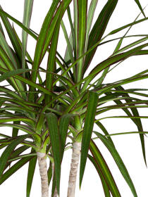 Drachenbaum (Dracaena Marginata) 50 cm - 6er Set