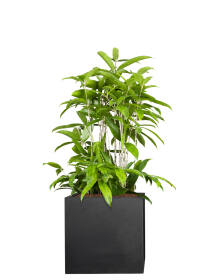 Drachenbaum (Dracaena Surculosa)  Mike 50 cm