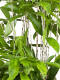 Drachenbaum (Dracaena Surculosa)  "Mike" 50 cm