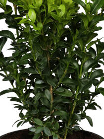 Buchsbaum (Buxus Sempervirens) - 9er Set - 15cm hoch