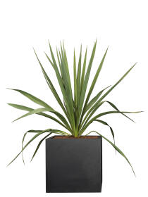 Palmlilie (Yucca Filamentosa)  30-40 cm - 2er Set