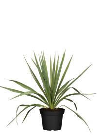 Palmlilie (Yucca Filamentosa)  30-40 cm - 2er Set