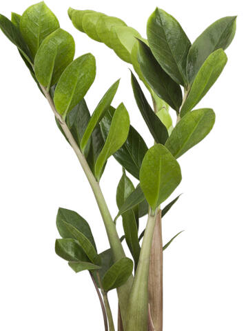 Glücksfeder (Zamioculcas Zamiifolia) 25 cm - 3er Set