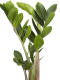 Glücksfeder (Zamioculcas Zamiifolia) 25 cm - 3er Set