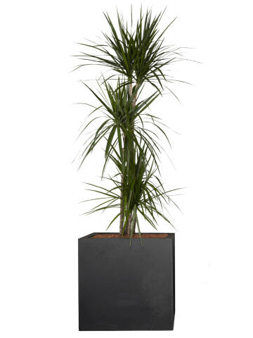 Drachenbaum (Dracaena Marginata ) 3er Tuff 120 cm